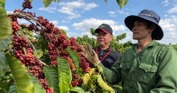 Phát triển ngành tôm và cà phê theo hướng bền vững