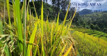 Cần &apos;thiết kế&apos; room tín dụng phù hợp cho doanh nghiệp, nông dân ngành lúa gạo