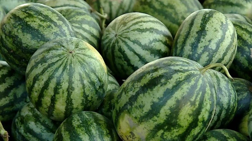 Ảnh minh họa: Sở NN&amp;amp;amp;PTNT tỉnh Vĩnh Long