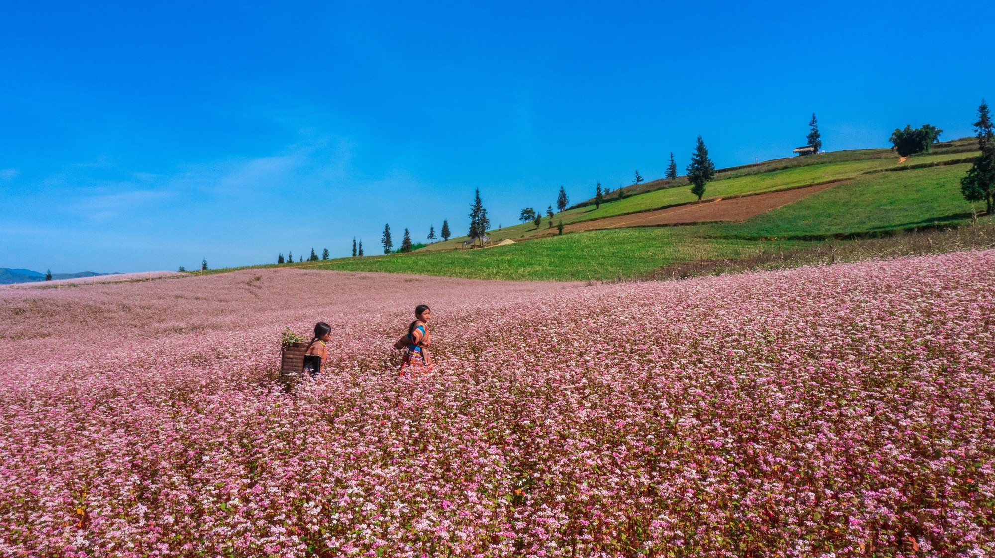 L&agrave; lo&agrave;i hoa v&ugrave;ng cao, nở rộ mỗi dịp đ&ocirc;ng về n&ecirc;n trong nhiều năm qua, lo&agrave;i hoa n&agrave;y đ&atilde; trở th&agrave;nh nguồn cảm hứng thu h&uacute;t du kh&aacute;ch mọi miền đất nước đến H&agrave; Giang tham quan.