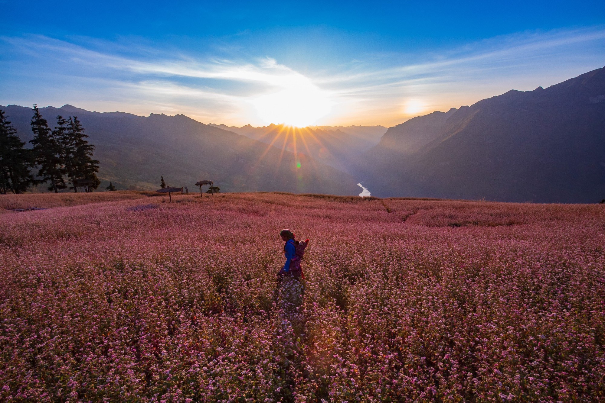 Lo&agrave;i hoa v&ugrave;ng cao nguy&ecirc;n đ&aacute; n&agrave;y đ&atilde; trở th&agrave;nh biểu tượng du lịch của H&agrave; Giang.