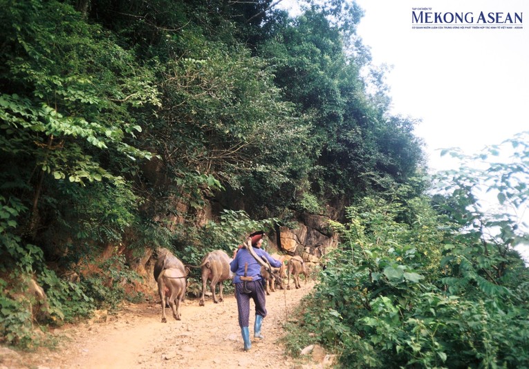 Người d&acirc;n huyện Bảo L&acirc;m chủ yếu tập trung chăn nu&ocirc;i tr&acirc;u, b&ograve;. Ảnh: Thu Trang/Mekong ASEAN