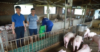 Giá lợn hơi vẫn thấp giá thành sản xuất, người chăn nuôi khó có lãi