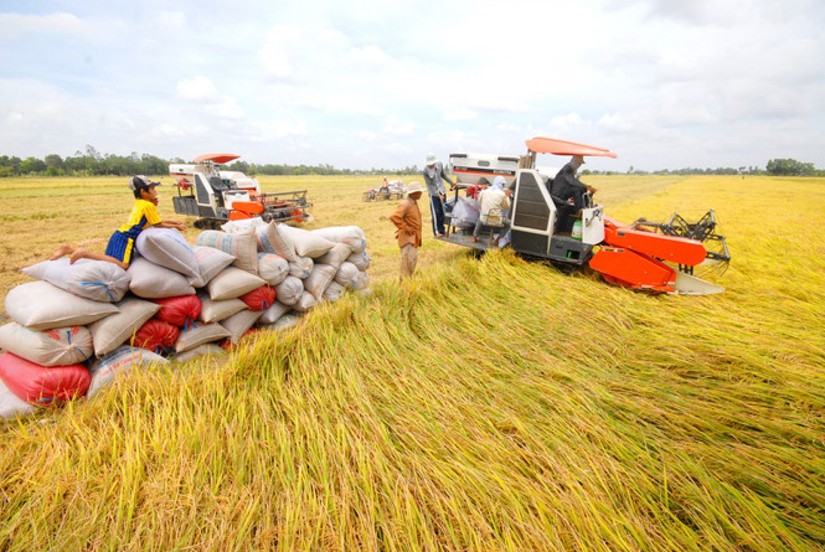 Hết nửa đầu th&aacute;ng 12, Việt Nam đ&atilde; xuất khẩu gần 8 triệu tấn gạo