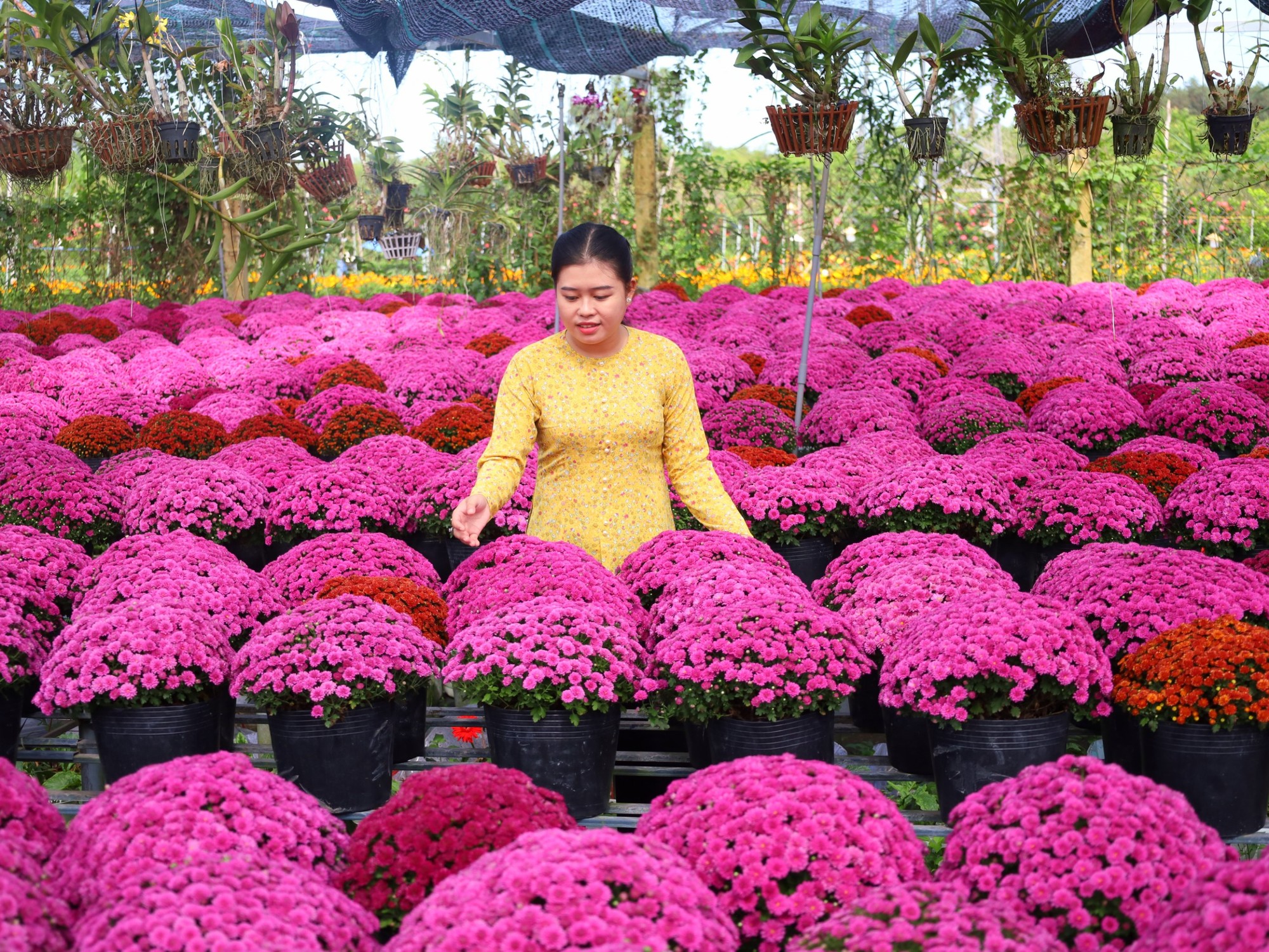 Những b&oacute; c&uacute;c m&acirc;m x&ocirc;i hồng giống mới được người d&acirc;n tỉ mỉ chăm s&oacute;c v&agrave; trưng b&agrave;y th&agrave;nh h&agrave;ng để phục vụ lễ hội.