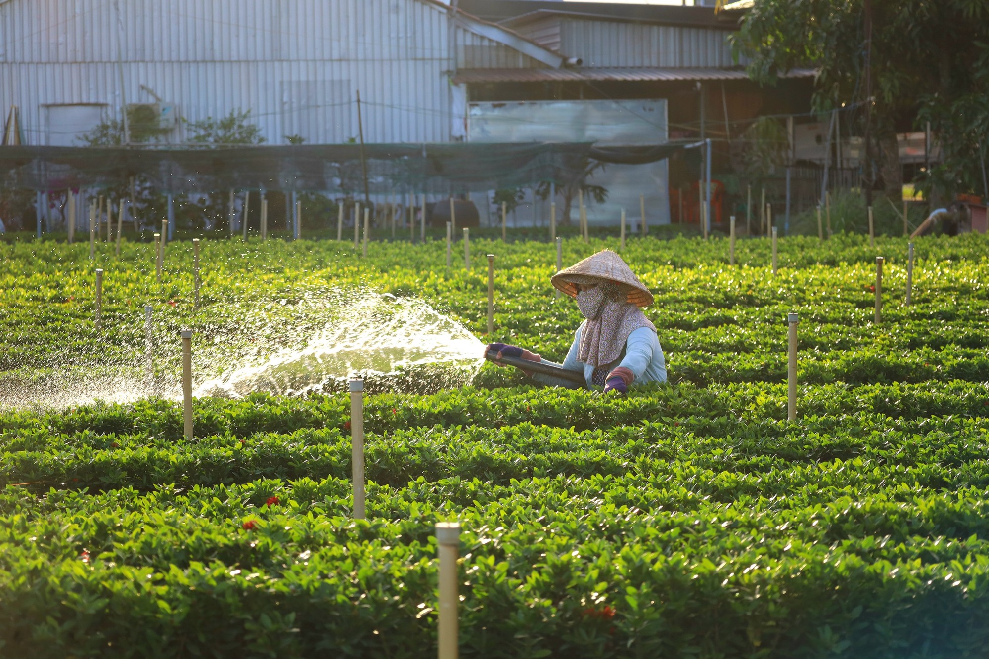 Nghề trồng hoa kiểng ở Sa Đ&eacute;c, l&agrave; n&eacute;t đặc trưng của người d&acirc;n Đồng Th&aacute;p b&ecirc;n bờ s&ocirc;ng Tiền hiền h&ograve;a. Tại đ&acirc;y mỗi người trồng hoa kiểng giống như một nghệ nh&acirc;n nhằm tạo n&ecirc;n gi&aacute; trị ri&ecirc;ng cho Đồng Th&aacute;p.