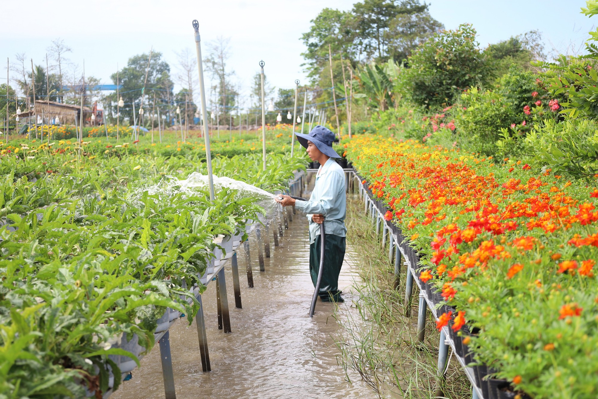 Tuy nhiều năm gắn b&oacute; với nghề trồng hoa kiểng nhưng đ&acirc;y l&agrave; năm đầu ti&ecirc;n Festival được tổ chức, n&ecirc;n người d&acirc;n vẫn phải chuẩn bị rất nhiều cho ng&agrave;y hội sắp tới.